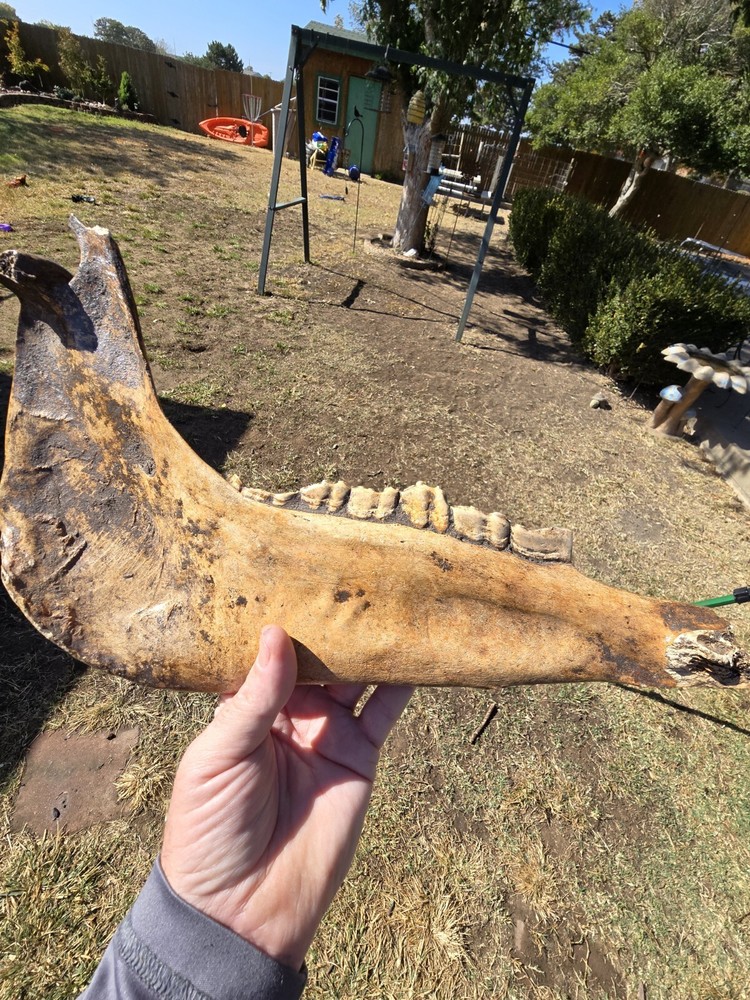 Nice Horse Jaw !