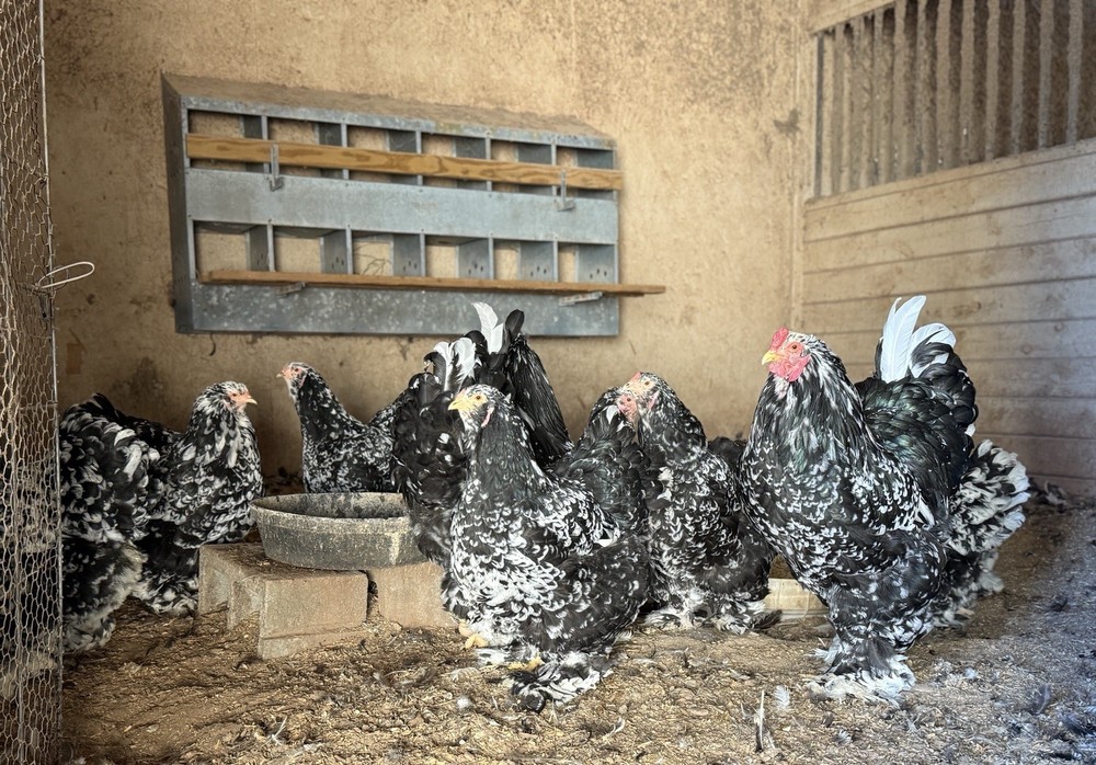 12++ Assorted RARE Color Brahma Hatching Eggs