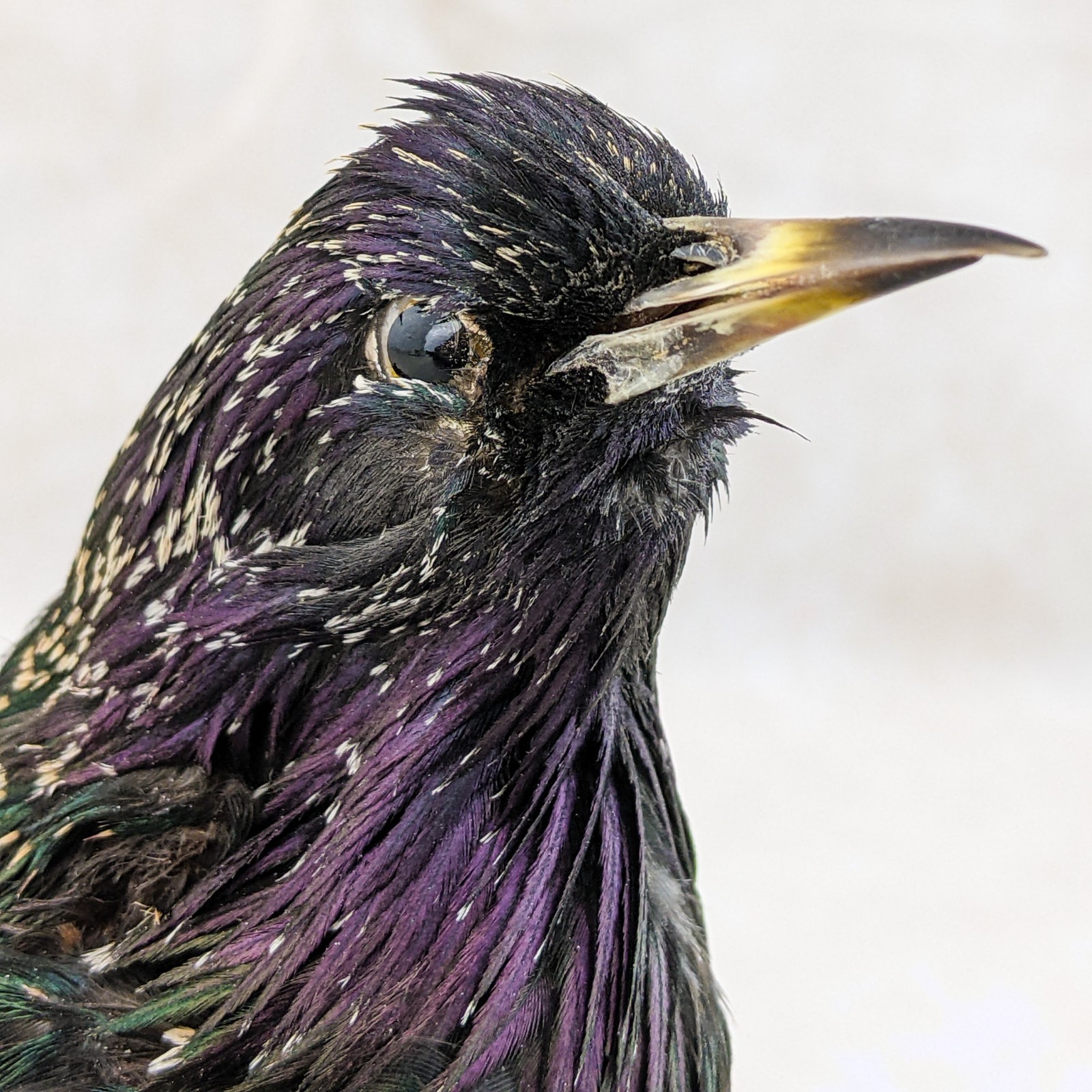 Starling Bird Taxidermy Display specimen Oddity Curiosity Décor collectible gift