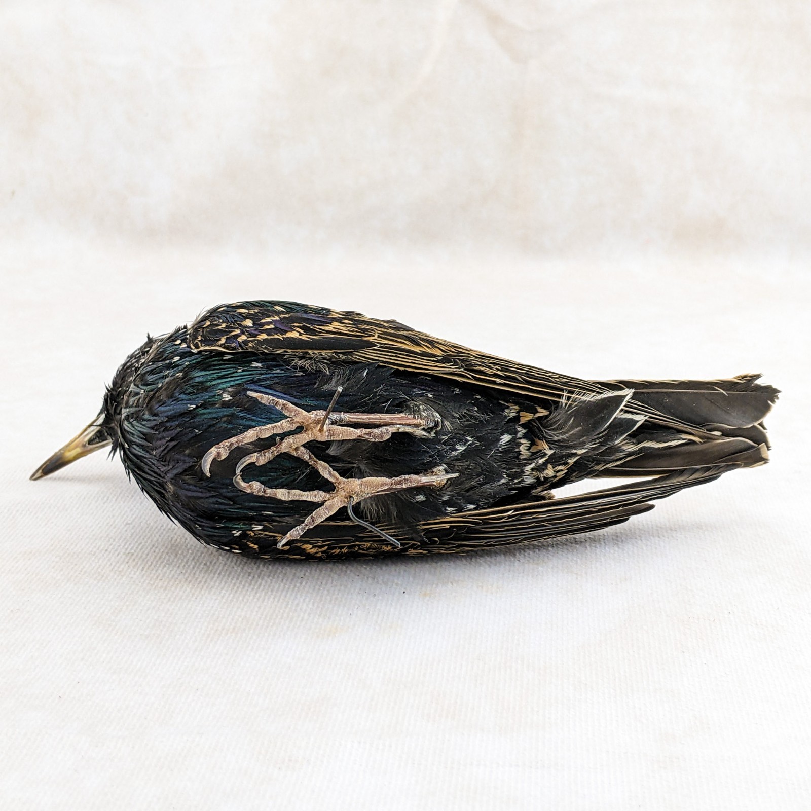 Starling Bird Taxidermy Display specimen Oddity Curiosity Décor collectible gift