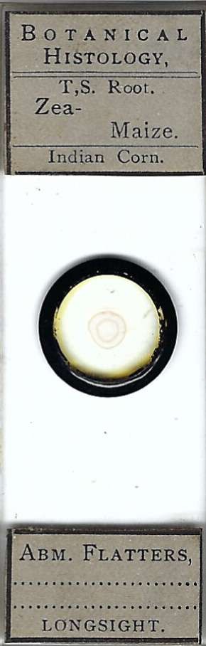 Maize Zea mays Root Microscope Slide by Abraham Flatters