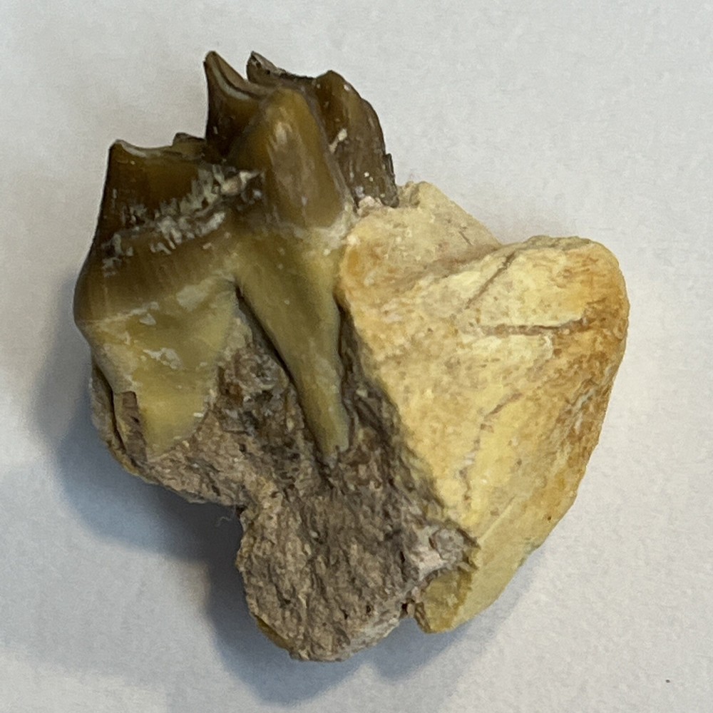 Oriodant Teeth In Jaw Bone #2
