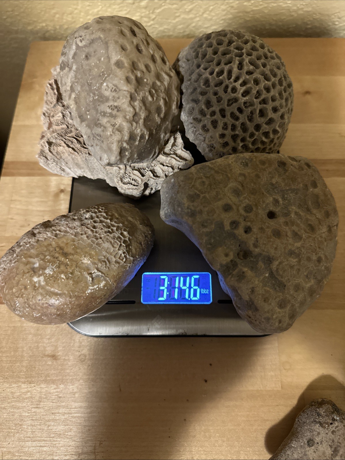 Sea life Coral Fossil Rock Wood Specimen Urchin Geology Shells Coastal Lot