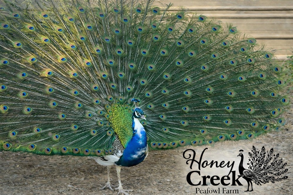 *12* Rare Peafowl Peacock Hatching Egg’s Multiple Color Varieties 🥚✅