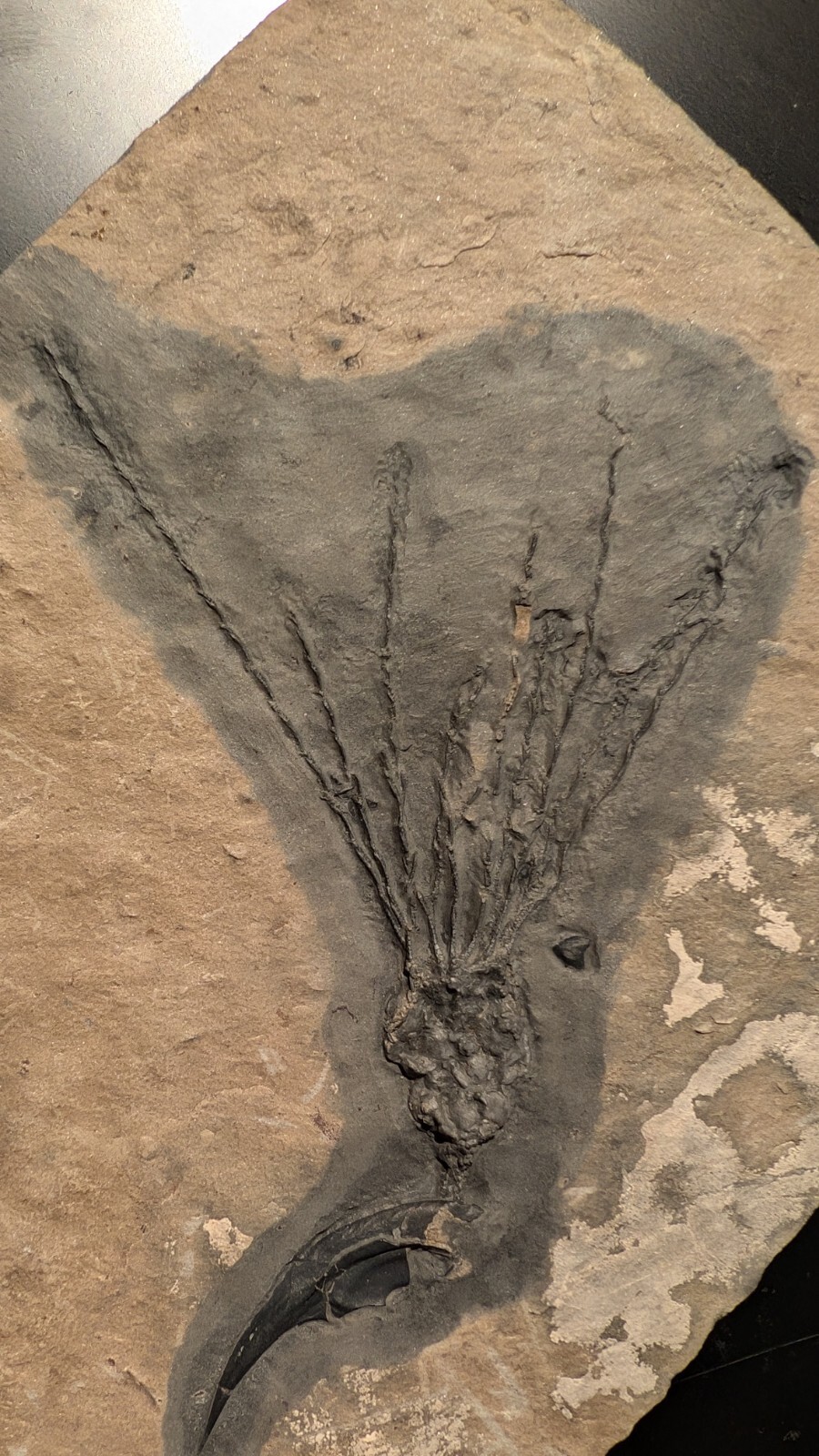 Gogia granulosa Fossil Wheeler/Marjum Formation, Utah Cambrian Proto-echinoderm