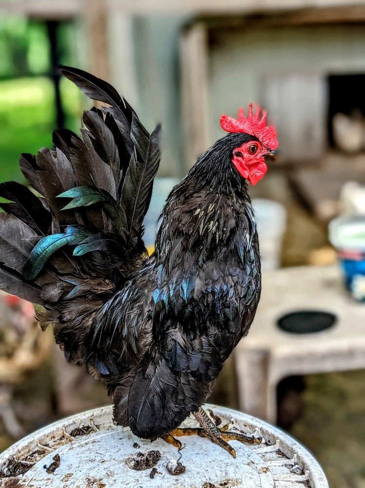 10++ eggs: Serama Bantam Chicken Hatching Eggs-Pocket, Teacup, Tiny