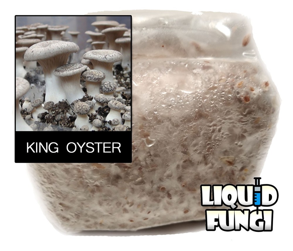 King Oyster Mushroom Grain Spawn (1 pound)
