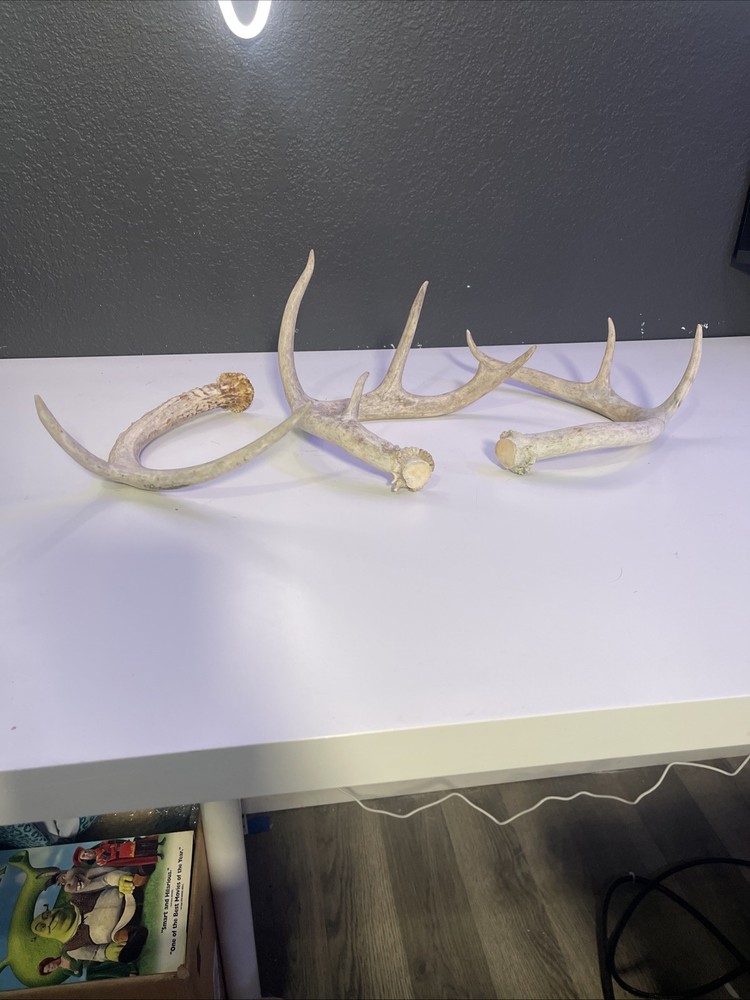 Whitetail Deer Antlers