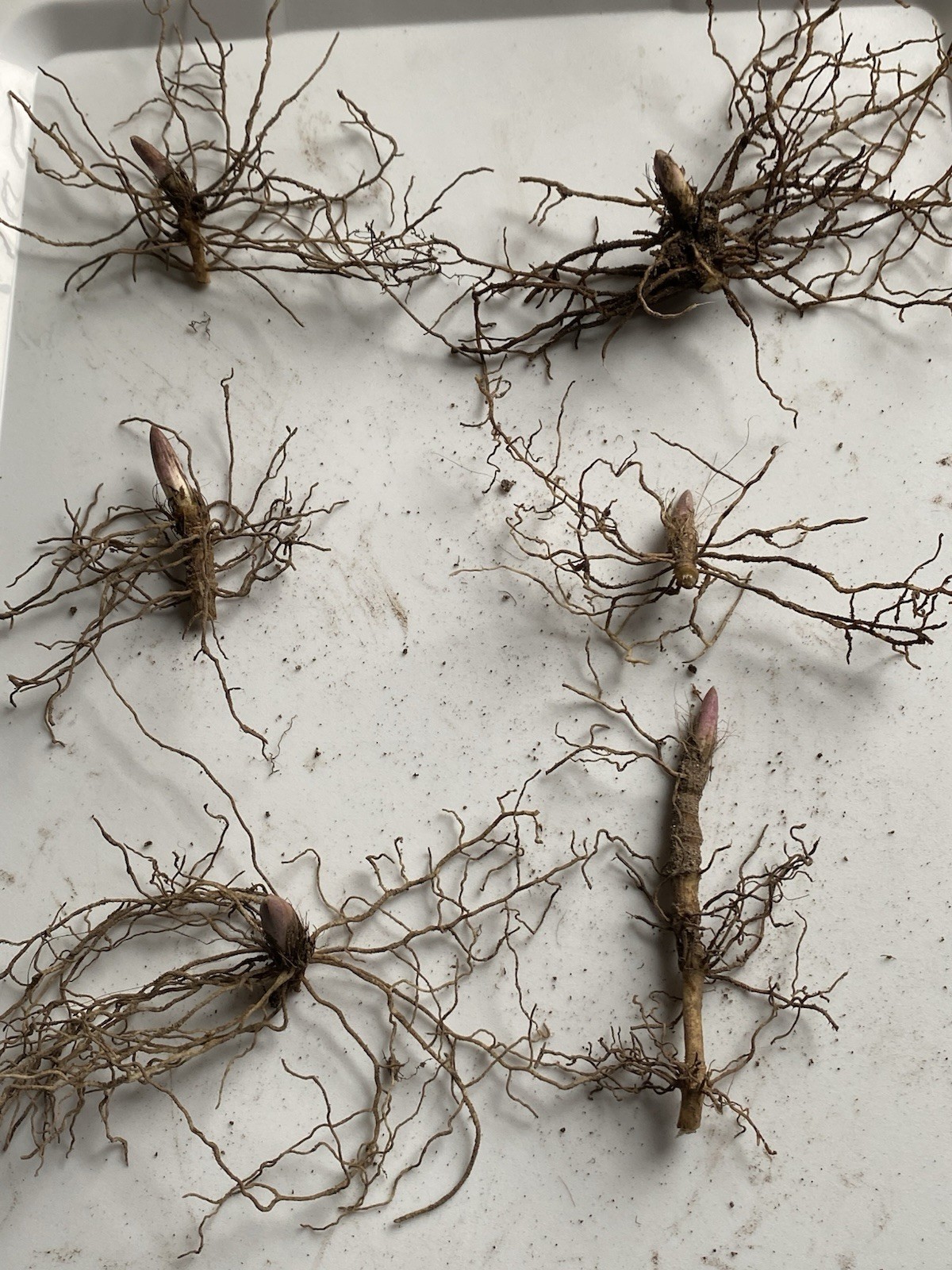 Lily of the Valley 12+ pips/roots, White, FRAGRANT, Hardy Perennial Ground Cover