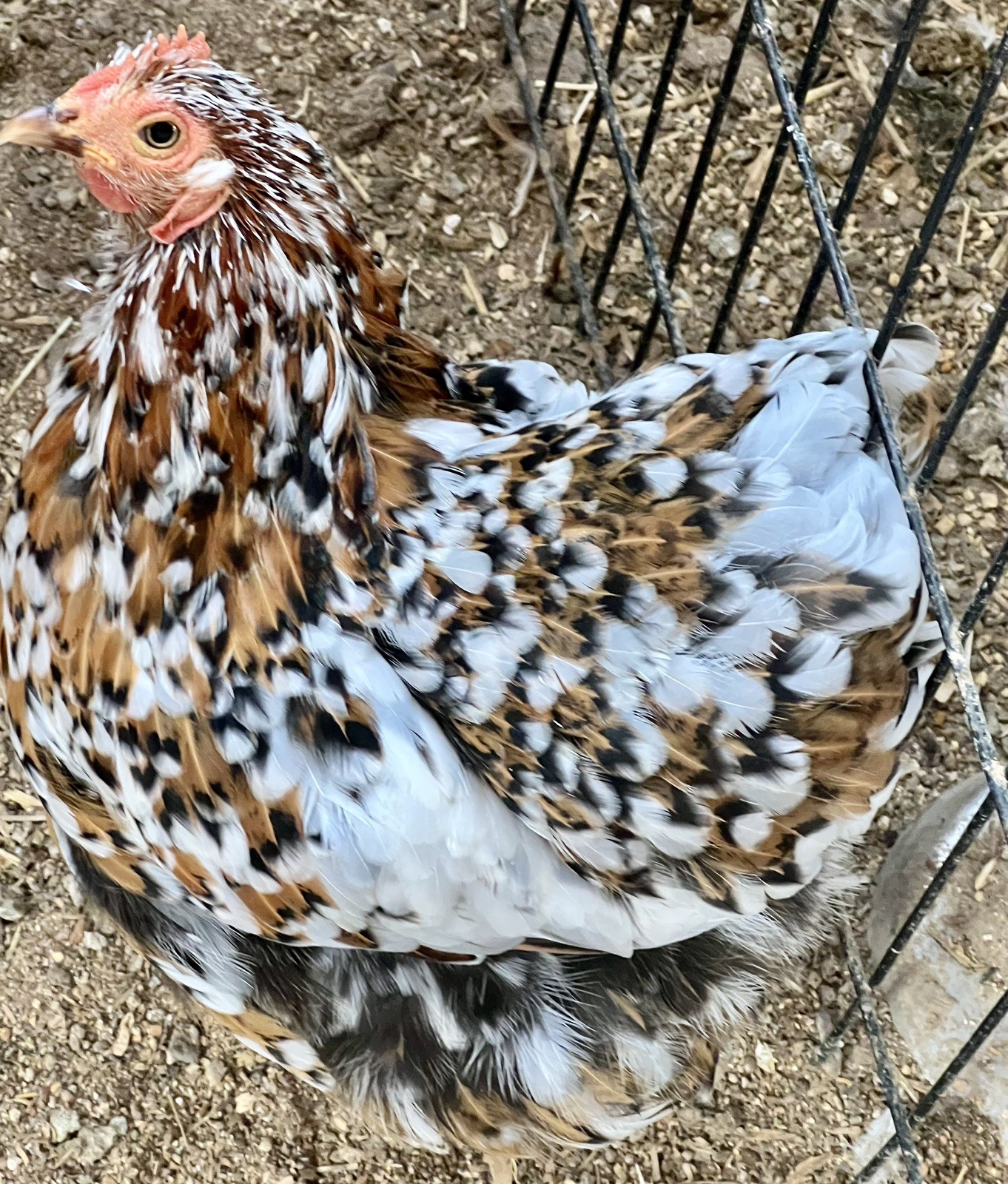 Dozen Mille Fleur Bantam Cochin Eggs