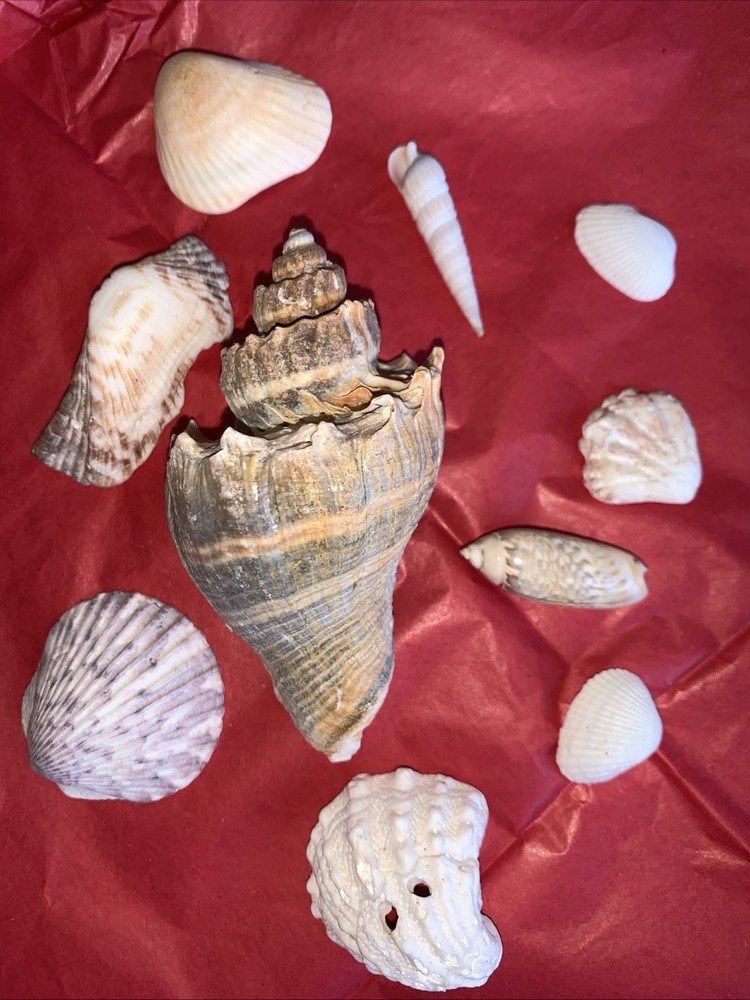 Seashell Lot Various Sizes and Shells Beautiful Selection Craft Beach 10 Shells