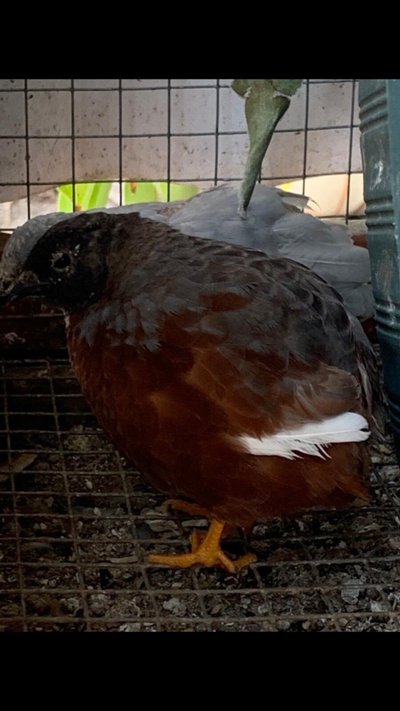 15 Button Quail Hatching Eggs