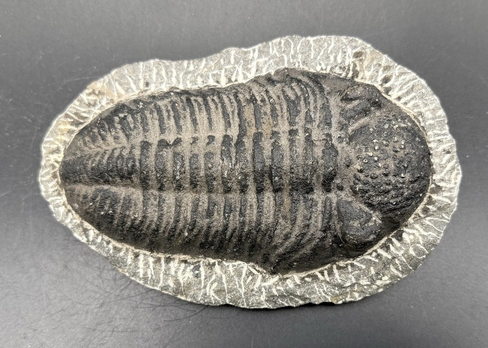 Large Trilobite Fossil from Morroco
