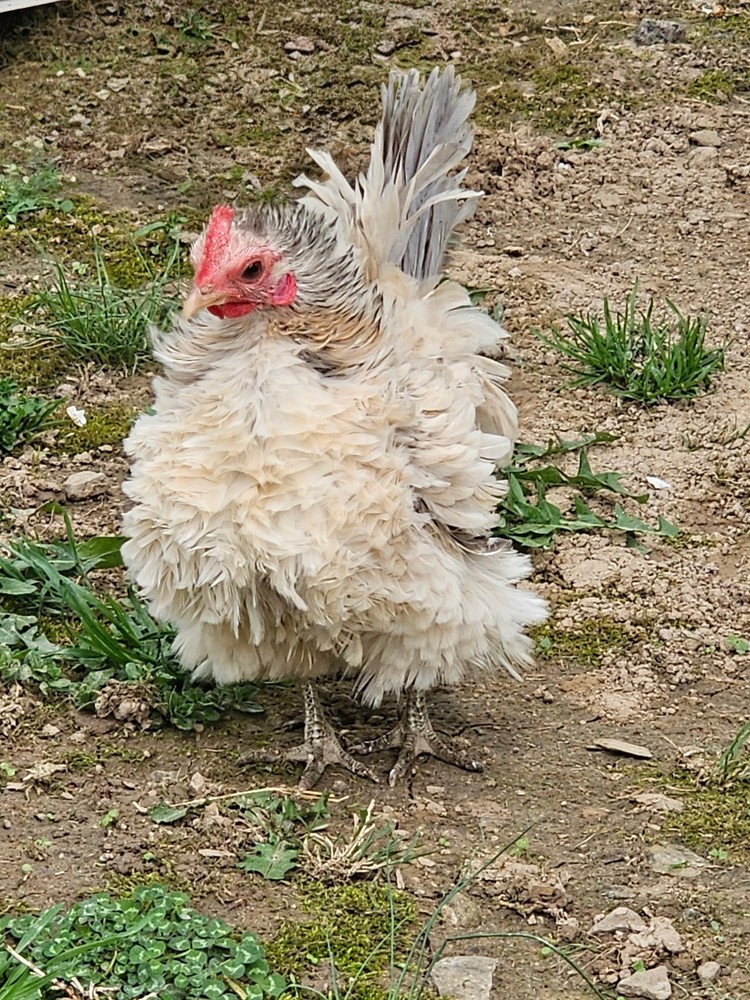 Kikiriki/Serama Mixed Hatching Eggs 12++