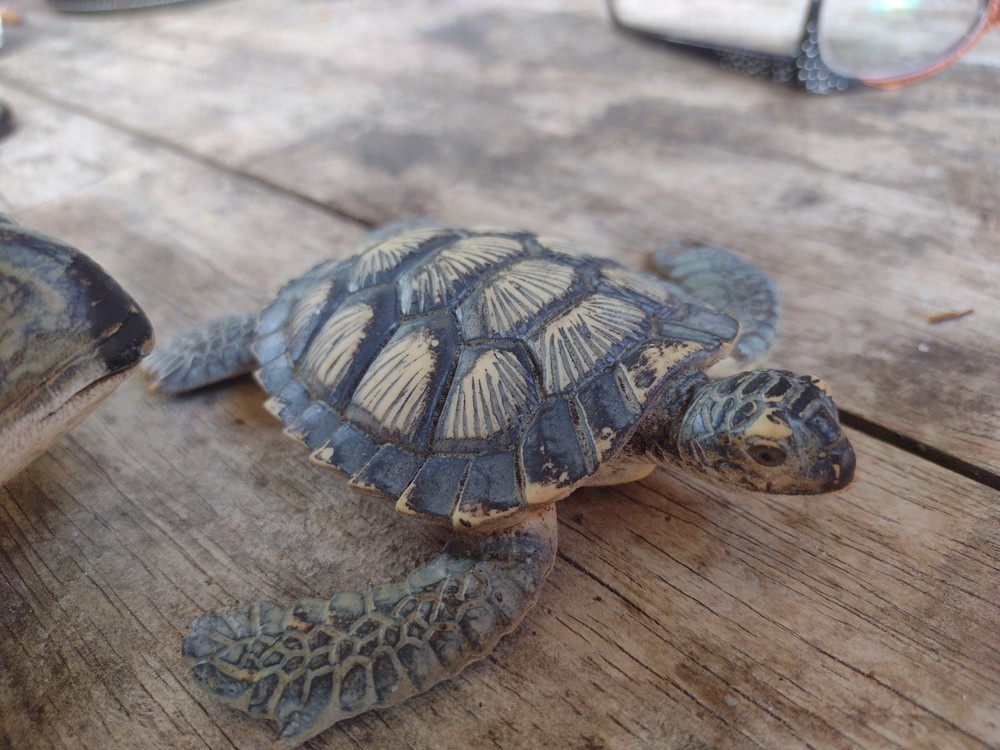 rubber turtles decor