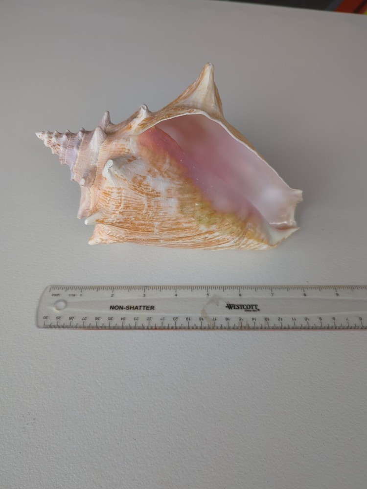 Queen Conch 8.75 inches