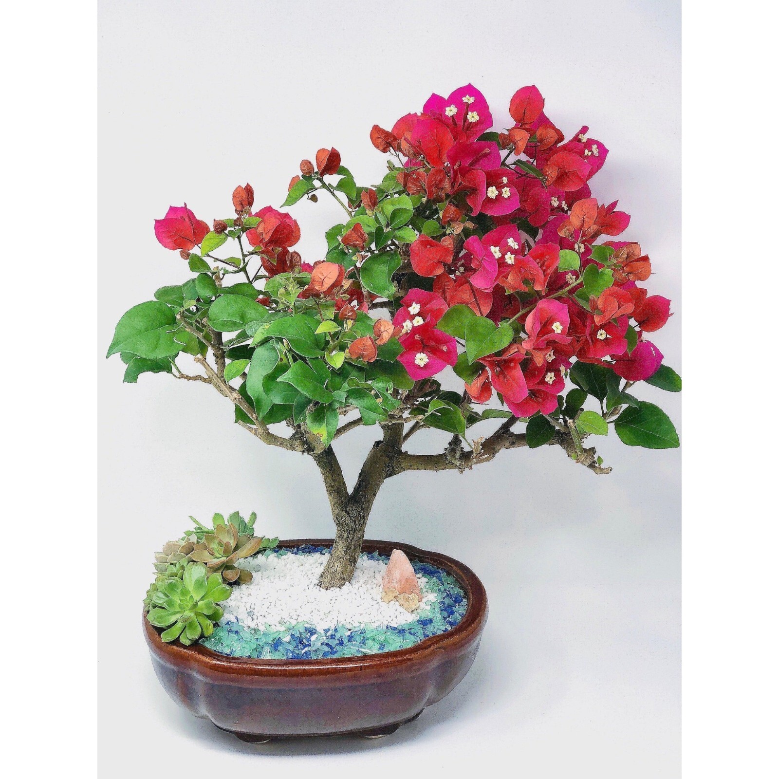 11 Gallons 3/8" Horticultural Pumice Rock Soil Amendment Succulents Cacti Bonsai