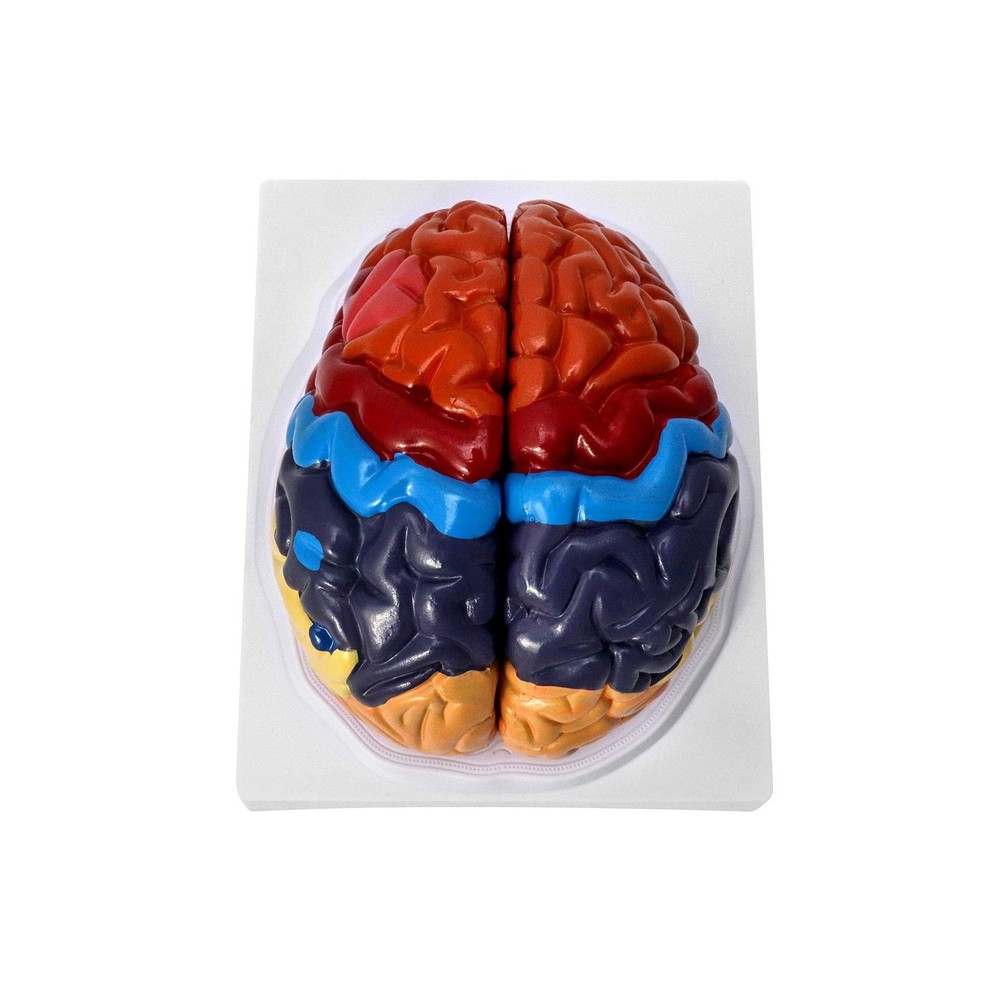 QWORK Life-Size Human Brain Anatomical Model, Color-Coded Partitioned Brain, ...