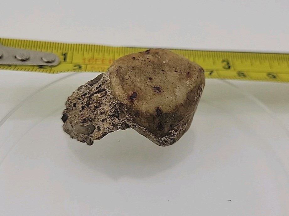 Fossilized Dinosaur HAND CLAW/Knuckle Bone Permineralized Fossil