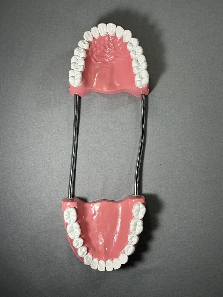 Teeth Dental Teaching Articulating Large Jaw