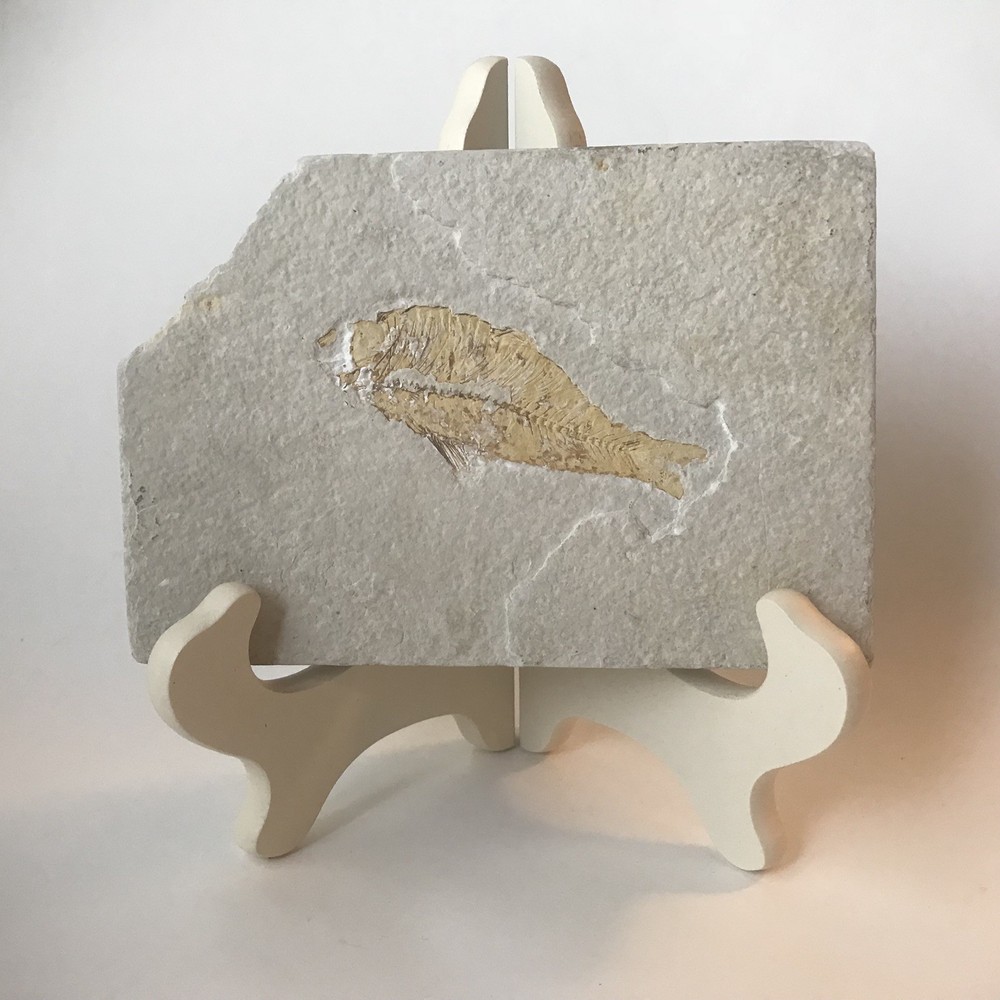 Fish Fossil 6.75" x 4.5"