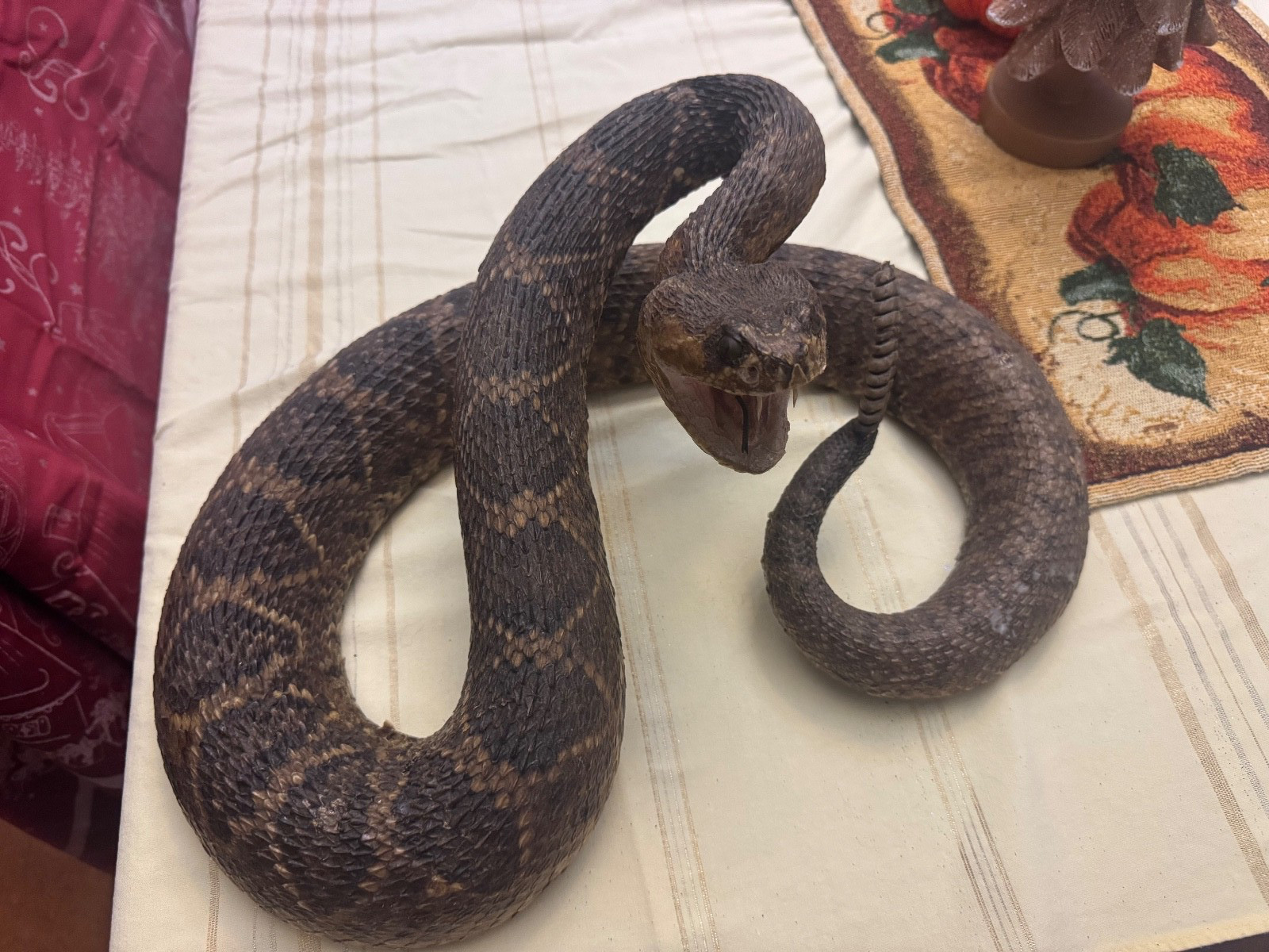 Vintage 53” eastern diamondback rattlesnake taxidermy mount Crotalus adamanteus