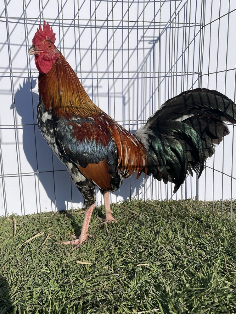 DoubleHFarm|| Fertilized 12 Hatching Eggs