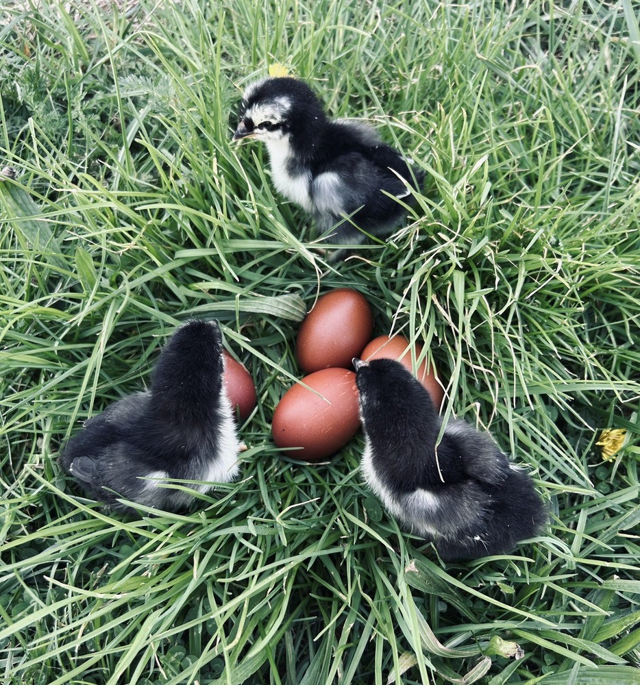 Chocolate Maran eggs 1 Dozen