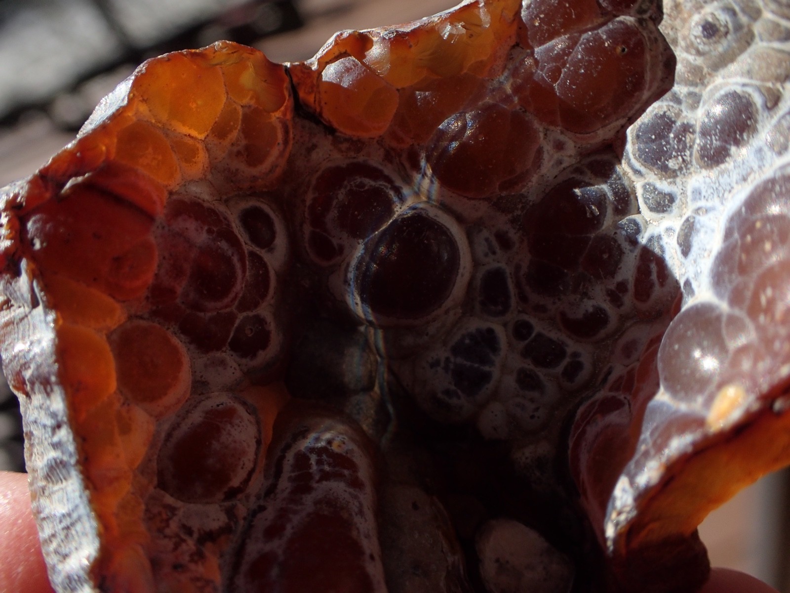 Botryoidal Fossil Coral Geode Fragment GA Agate Amber Display Sea Specimen WC41