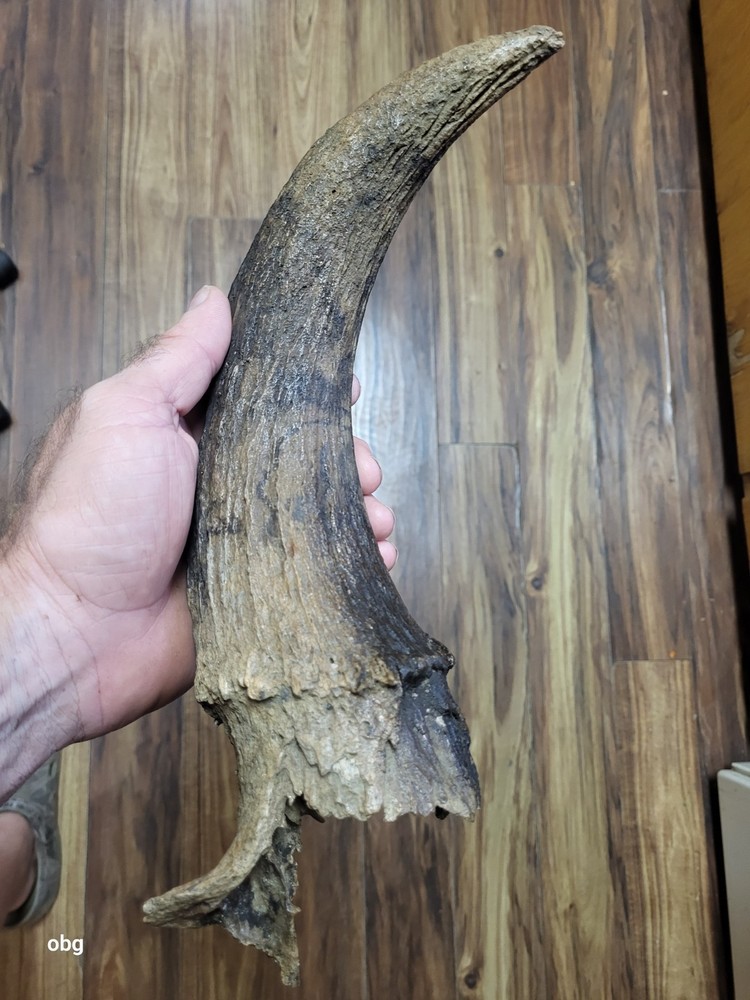 Historic Bison horn core Holocene era