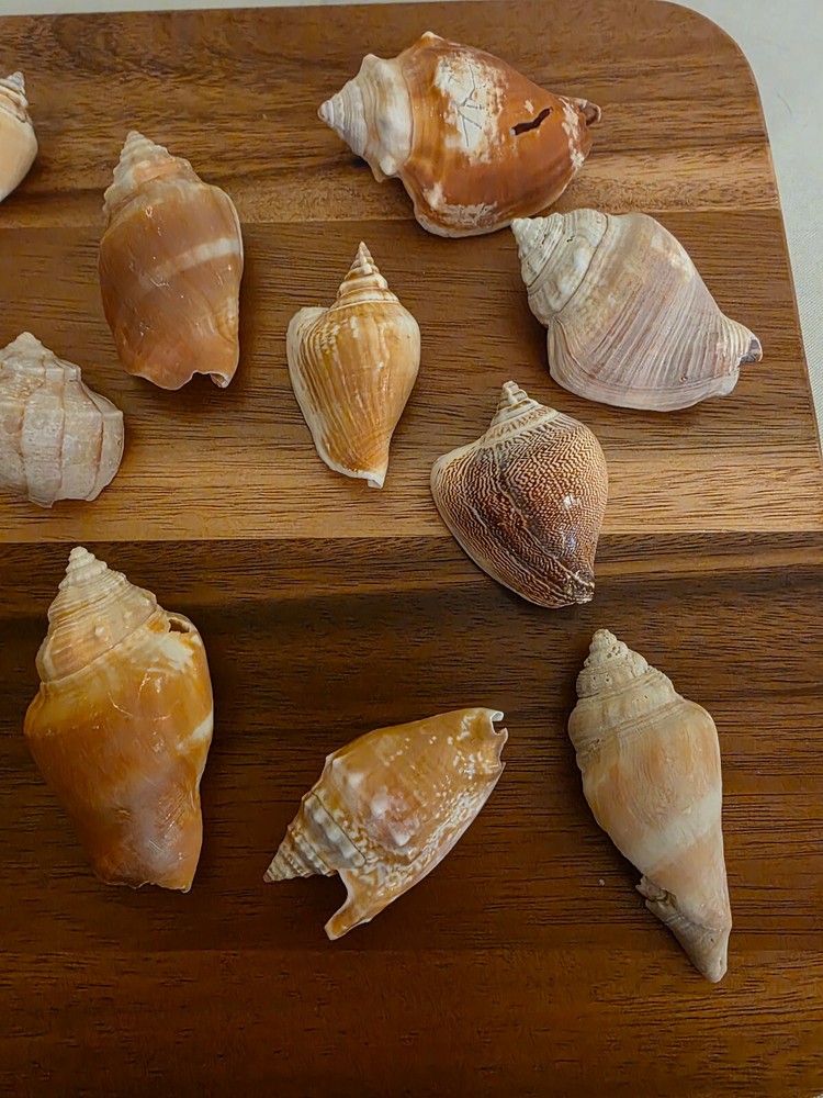 Ocean Seashell Lot - Estate Find