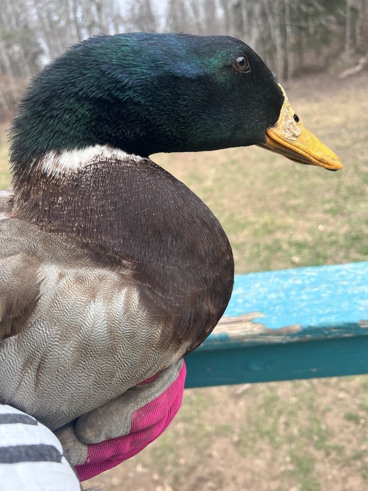 🖤🩵 BLACK & BLUE SWEDISH DUCK E G G S for HATCHING 🩵🖤