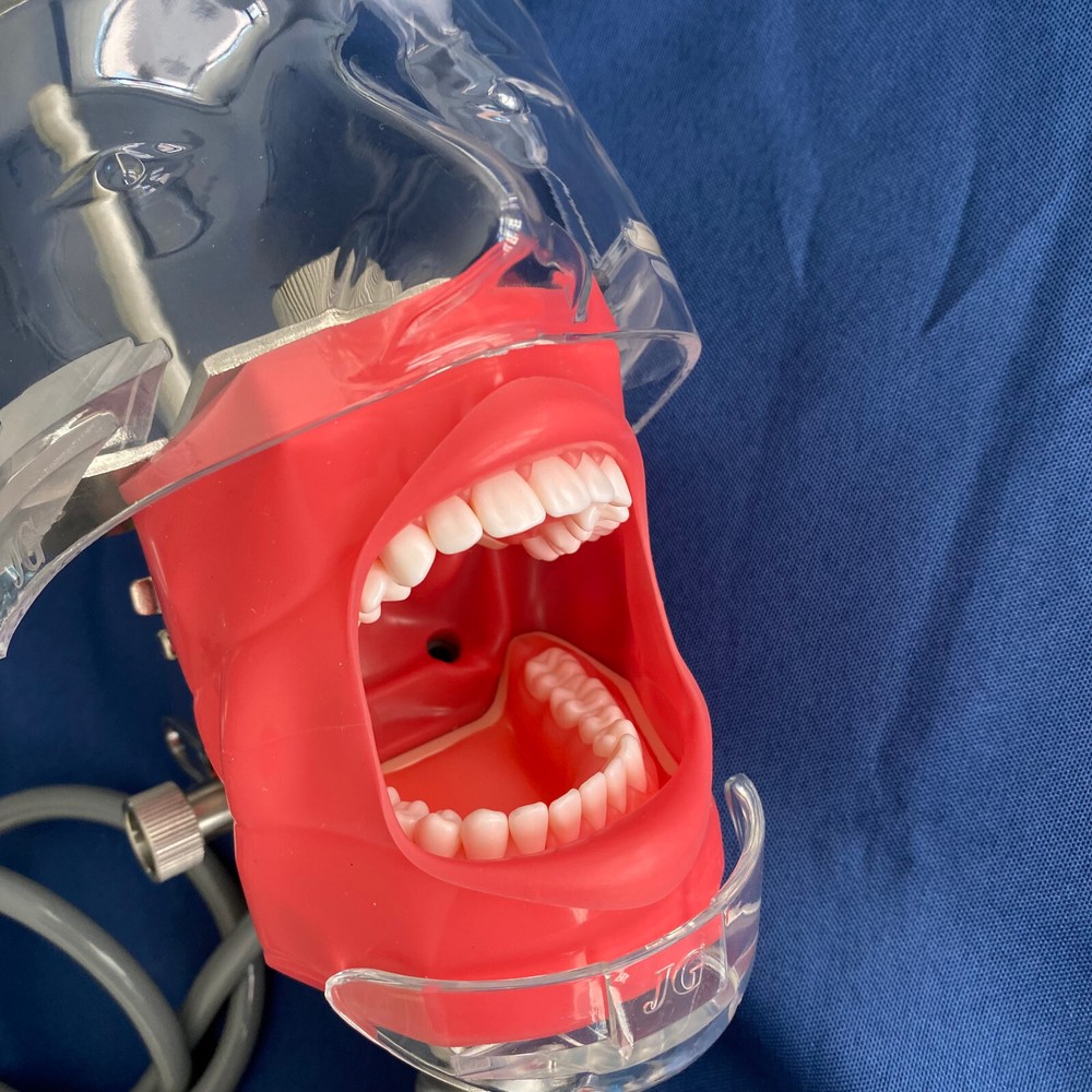 Dental Simulator Phantom Head Model for Education Training Practice US STOCK