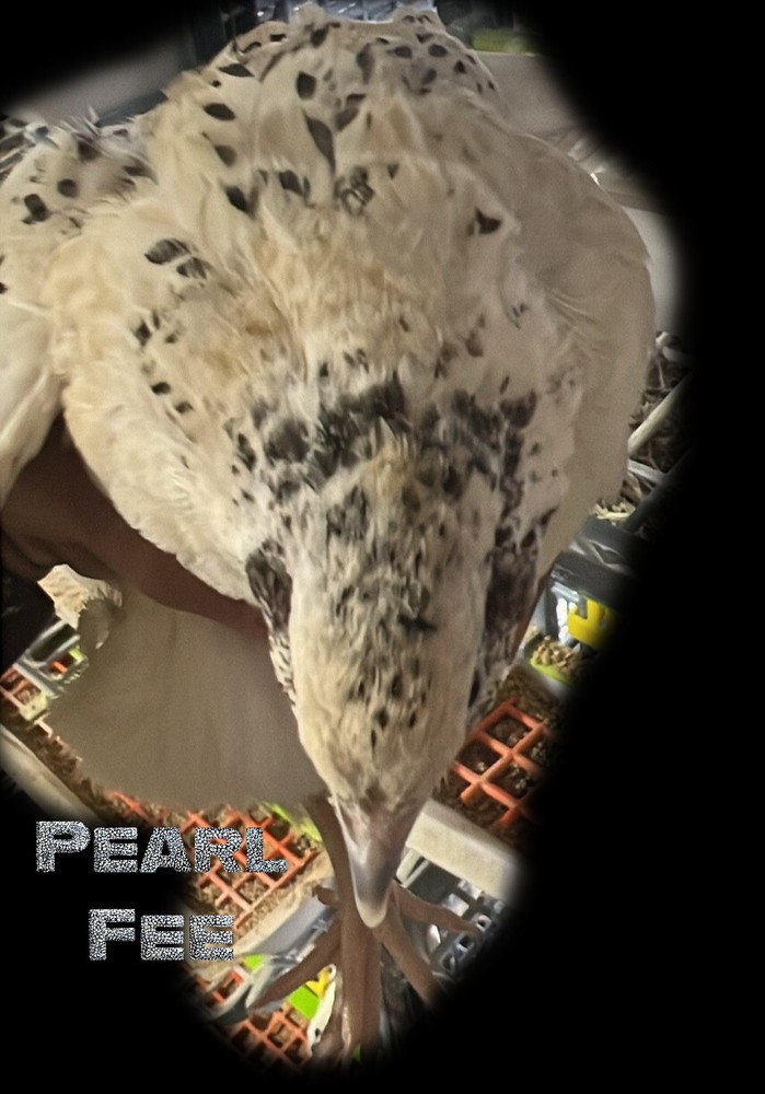 10 + Pearl – Coturnix Quail Hatching Eggs