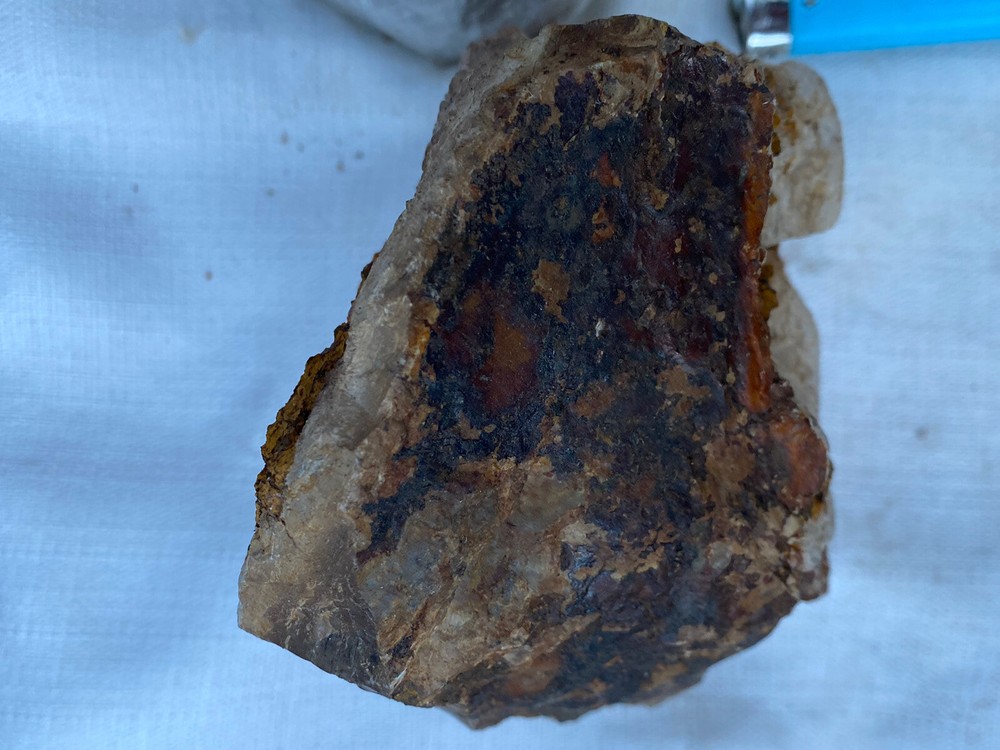 Fossilized And Opalized Fossils
