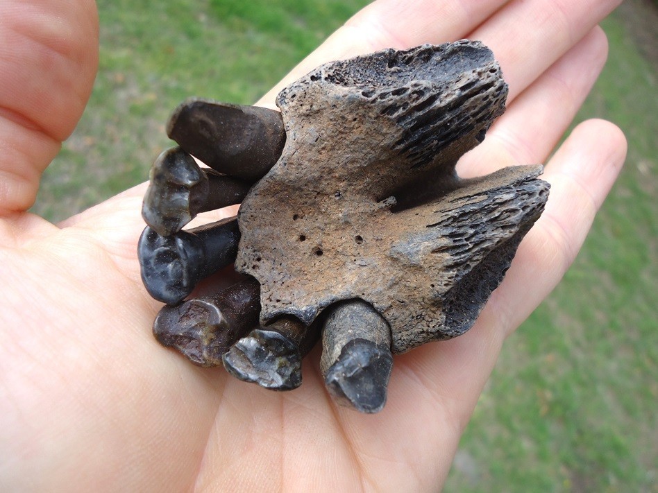 ONE OF A KIND TAPIR PREMAXILLA w/ TEETH FLORIDA FOSSIL ICE AGE EXTINCT JAW SKULL