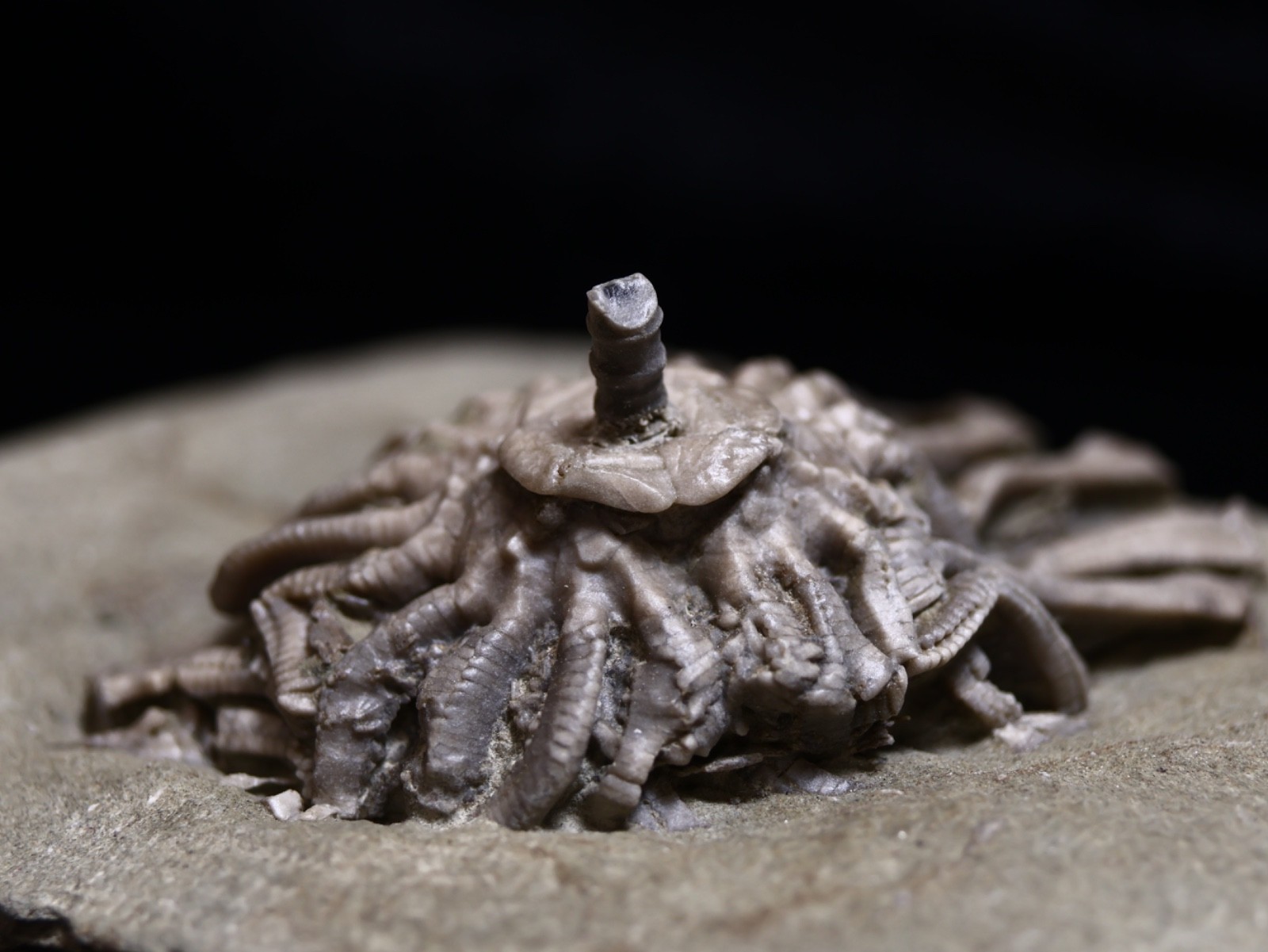 Revealing Fossil Crinoid, Crawfordsville, Indiana