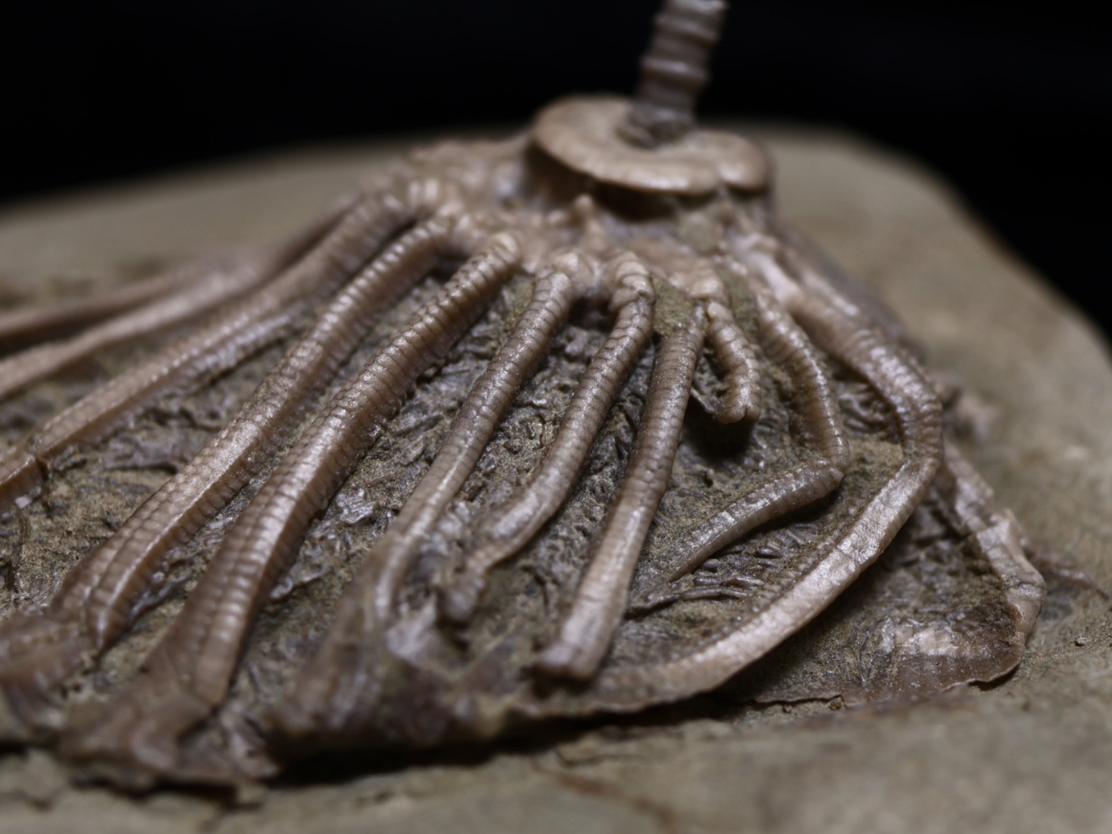 Revealing Fossil Crinoid, Crawfordsville, Indiana