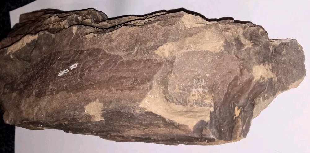 Petrified Wood Log Rough AZ 4 lbs+