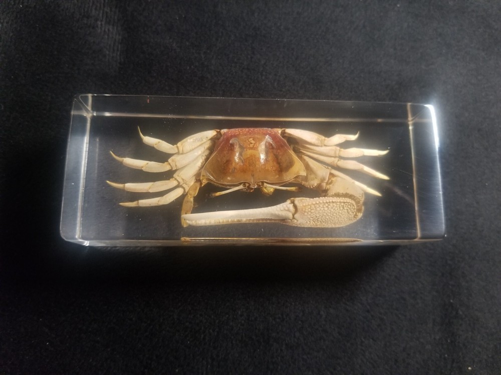 Fiddler Crab