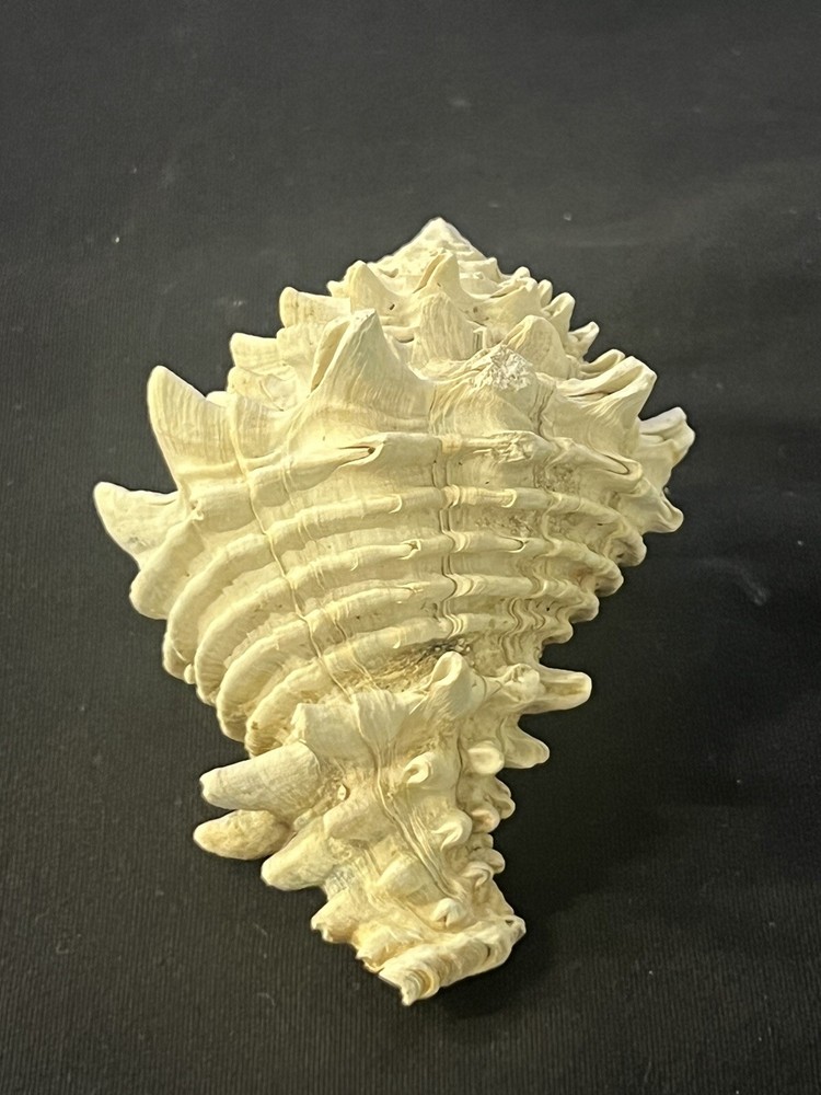 EXTINCT Fossilized VASE Shell From Central Florida, Pliocene Era.