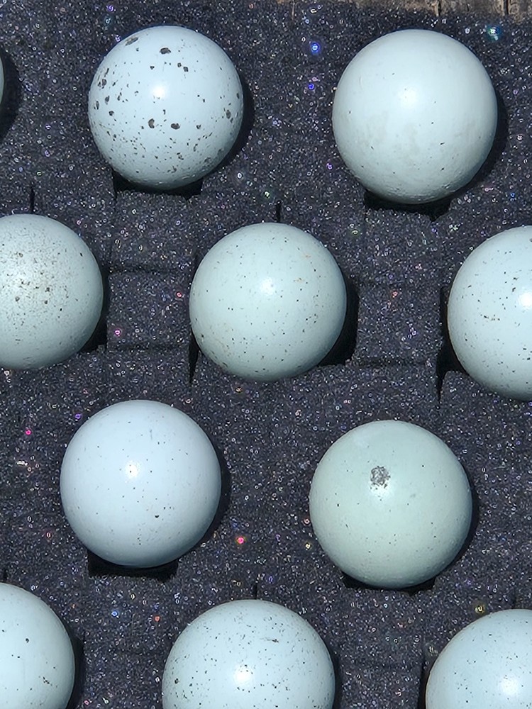 12+ Celadon Blue Coturnix Quail Hatching Eggs - 100% True Blue