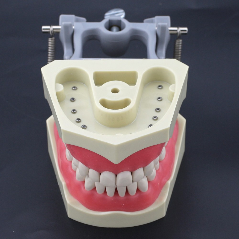 Dental Typodont Columbia 860 Practice Model 32pcs Removeable Teeth Mounting Pole