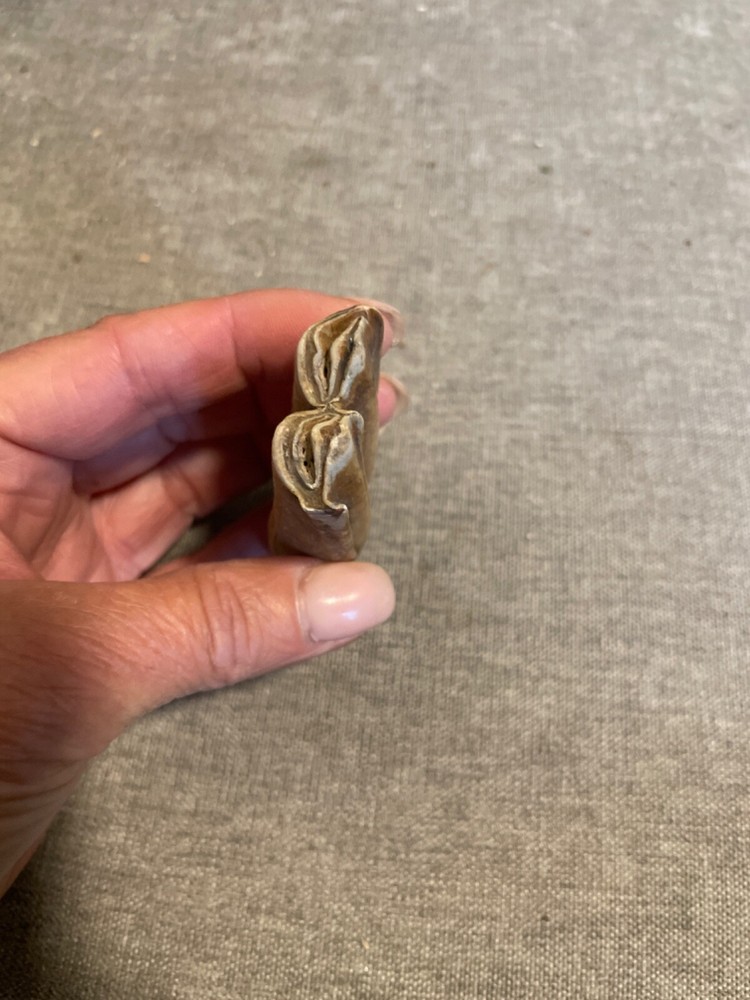 ice age horse tooth