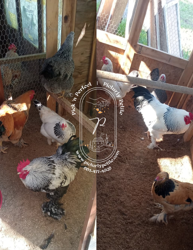 6 Giant Brahma Hatching Eggs Brown Egg Layer Light Buff Dark Fertility Tested