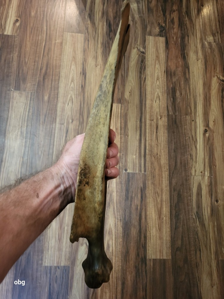 Historic Bison SHOULDER BLADE scapula