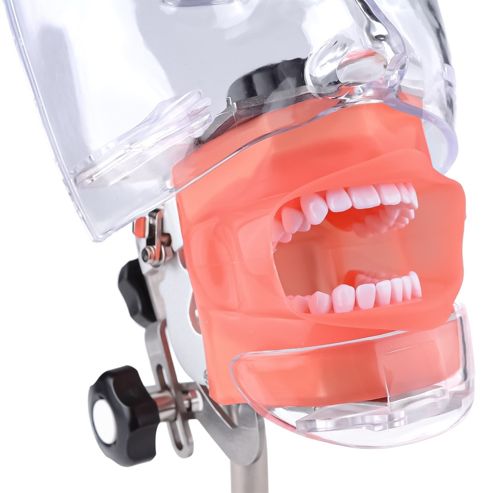 Dental Simulator Manikin Phantom Head Model Put on Desk for Training Practice