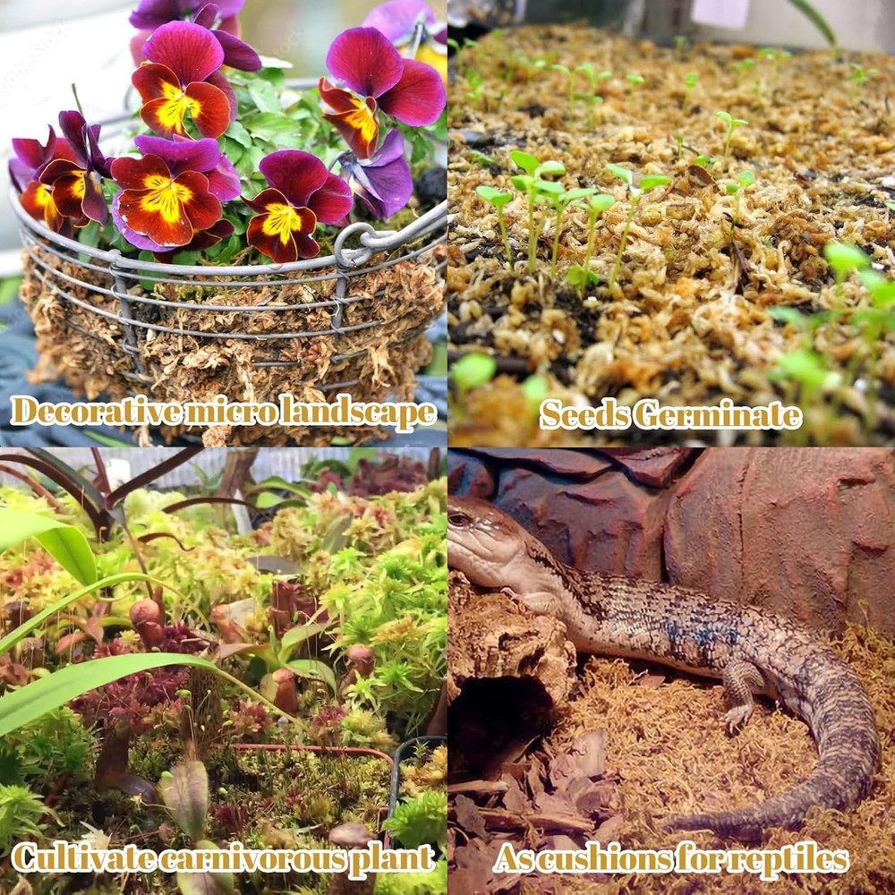 Natural Succulent Carnivorous Moss - 2.2lbs