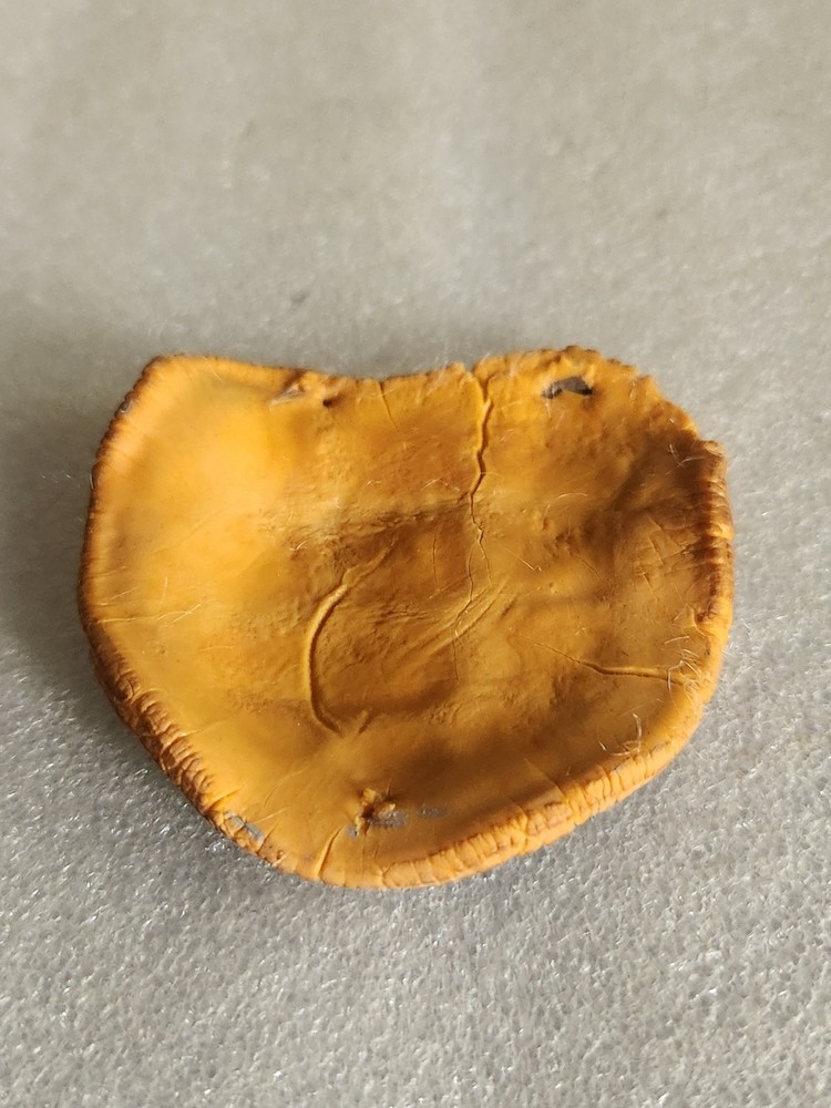 Artificial Rubber Turtle Shell Life-like • 3"×2⅞"