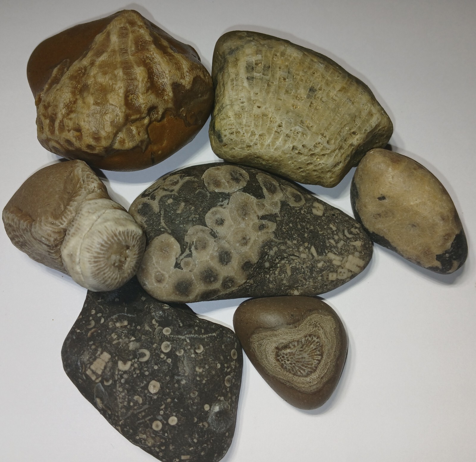 Fossil Mix 1 Pound Natural Michigan Unpolished Great Lakes Rock Assortment